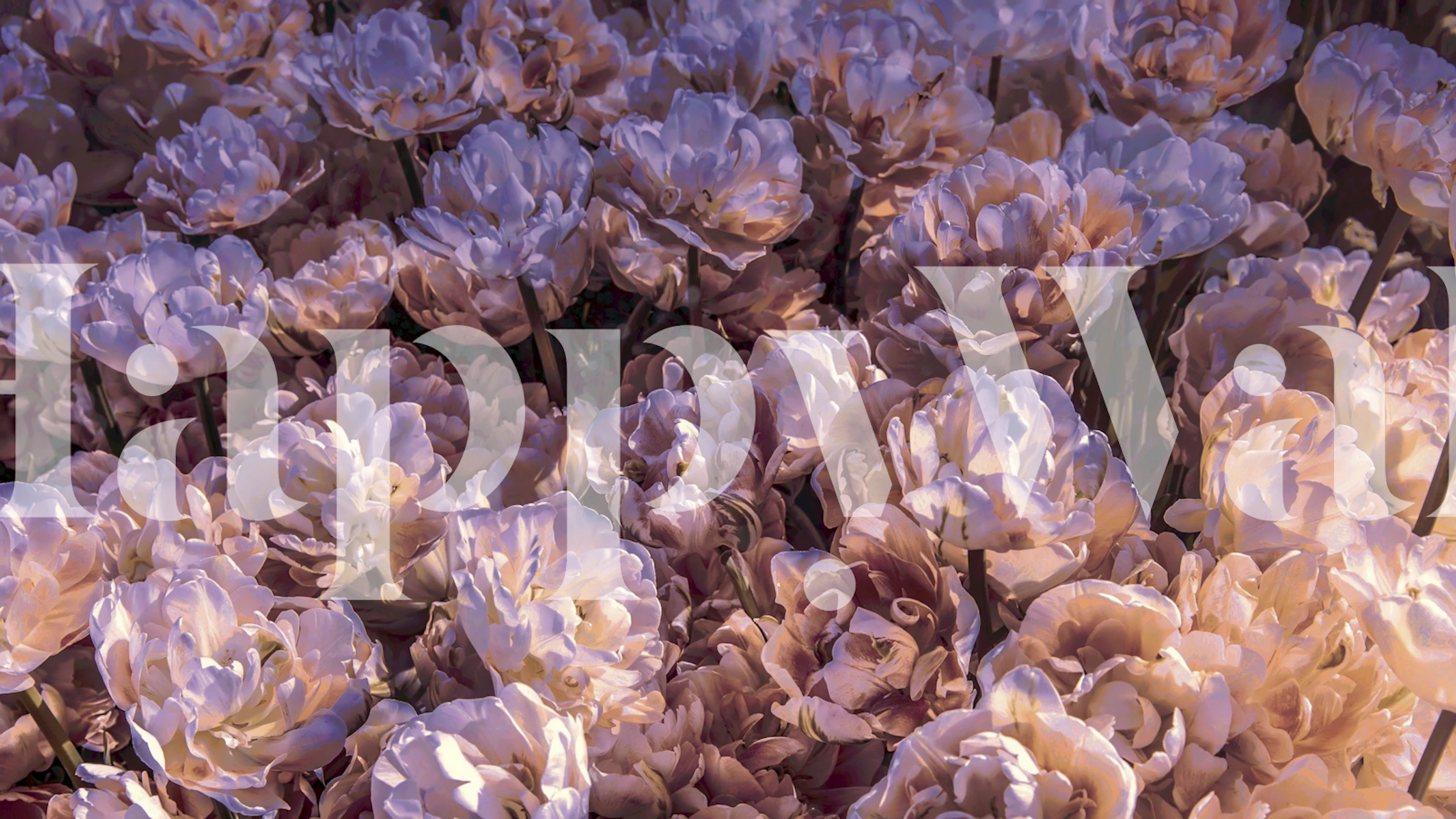 Tapeta Blush Lush Floral w pokoju