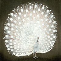 Soulful Peacock tapeta