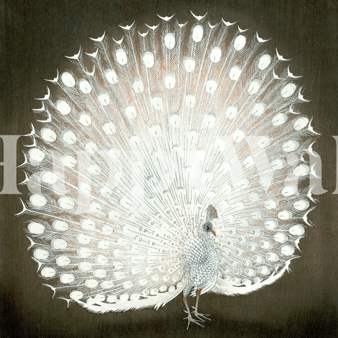 White peacock with a large feather display on a dark background wallpaper