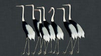 Japan Cranes on Dark Grey tapet