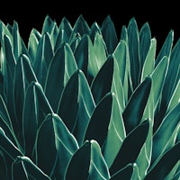 Agave Chic 11 ταπετσαρία