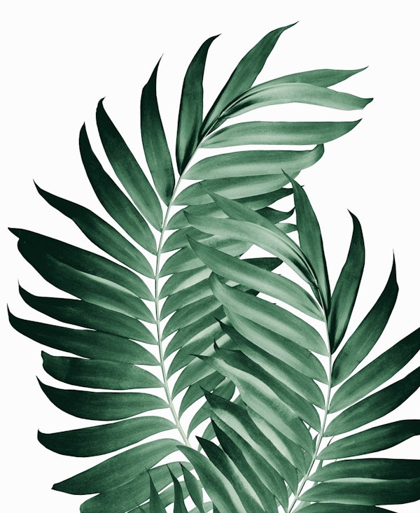 Palm Leaves Tropical Green 5