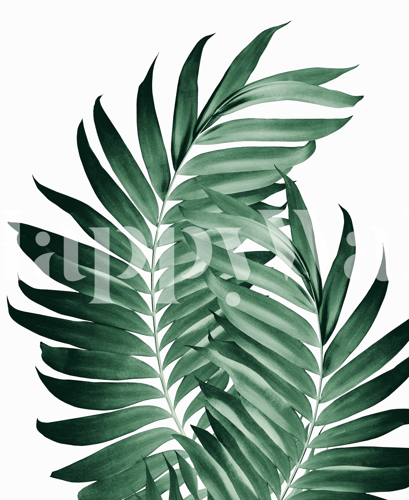 Palm Leaves Tropical Green Wallpaper Happywall