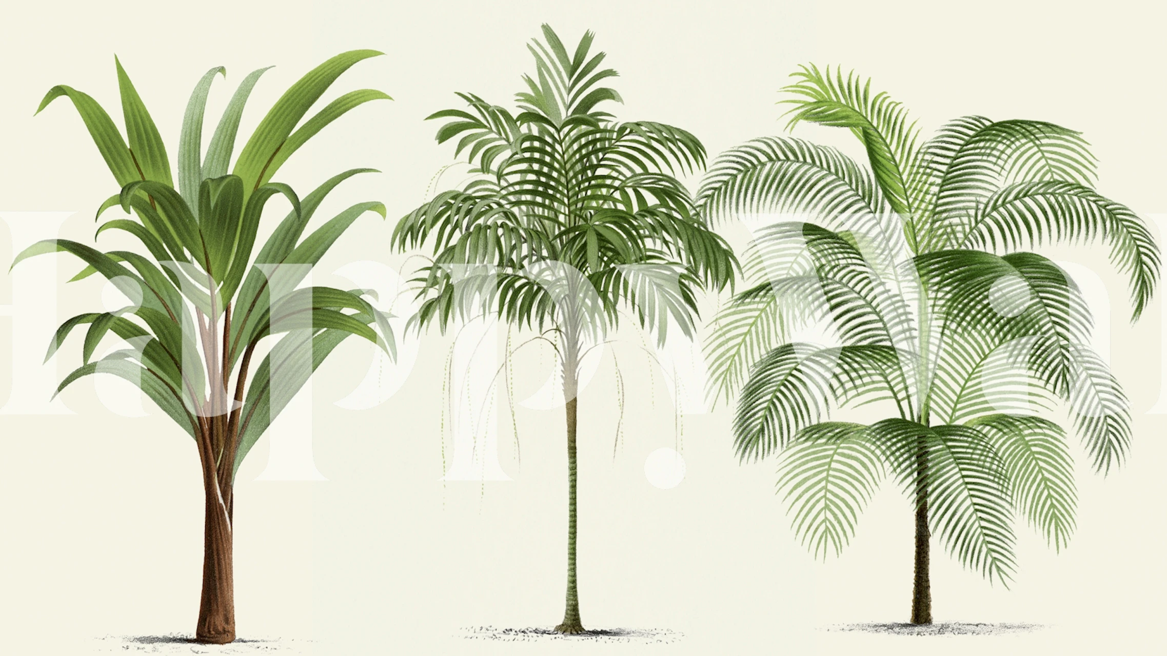 Three tropical palm plants in green shades wallpaper