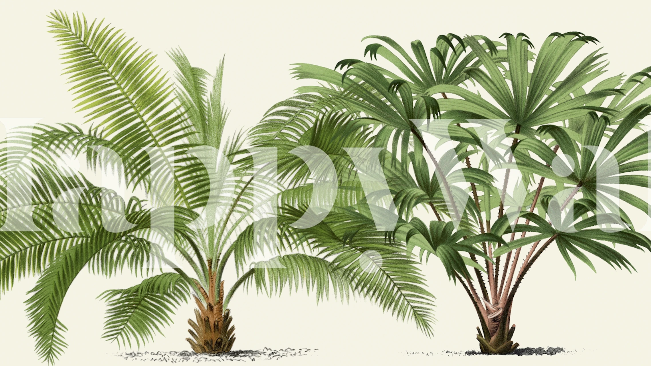 Two large palm trees with lush green leaves on a light background wallpaper