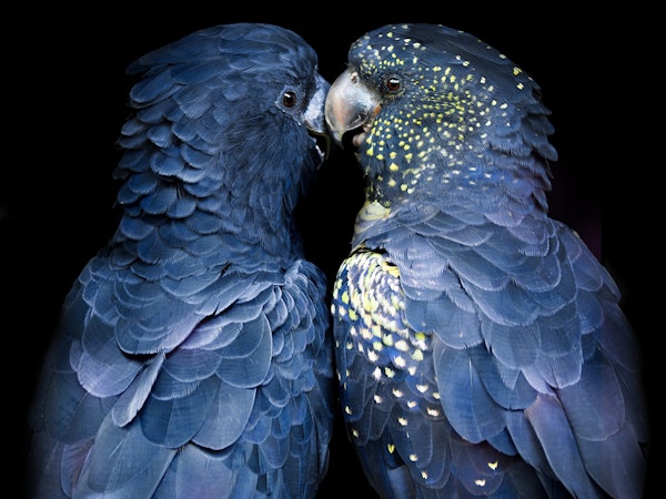Love Birds
