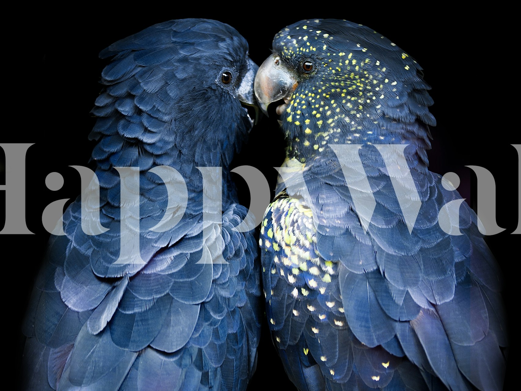 Two navy blue love birds close together with intricate feather detail wallpaper