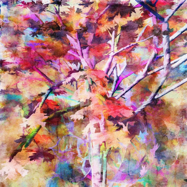 Autumnal Tree 6