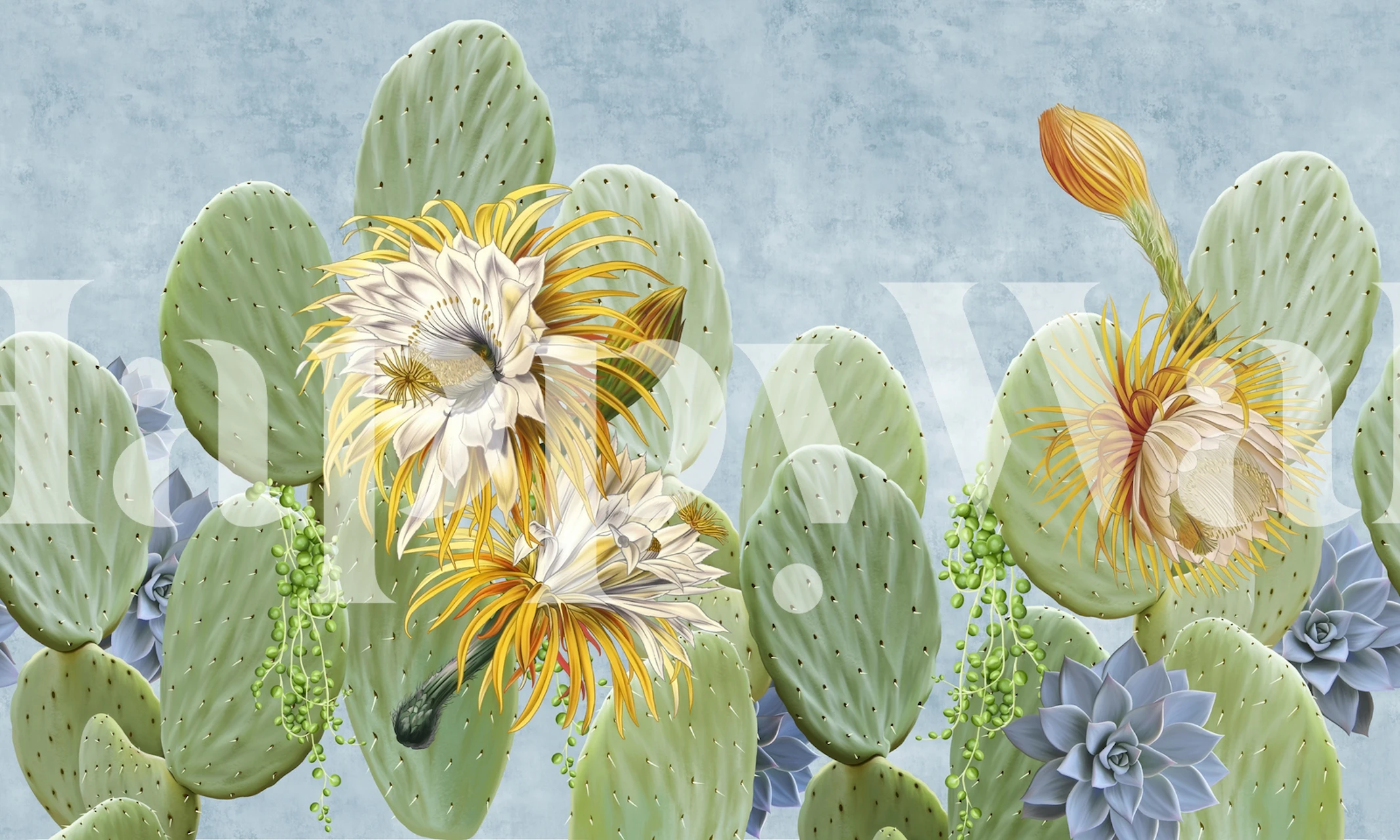 Green cacti with yellow flowers and blue background wallpaper