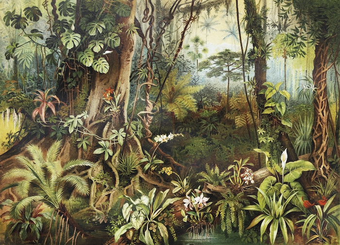 Premium Vintage Jungle Wallpaper & Wall Murals