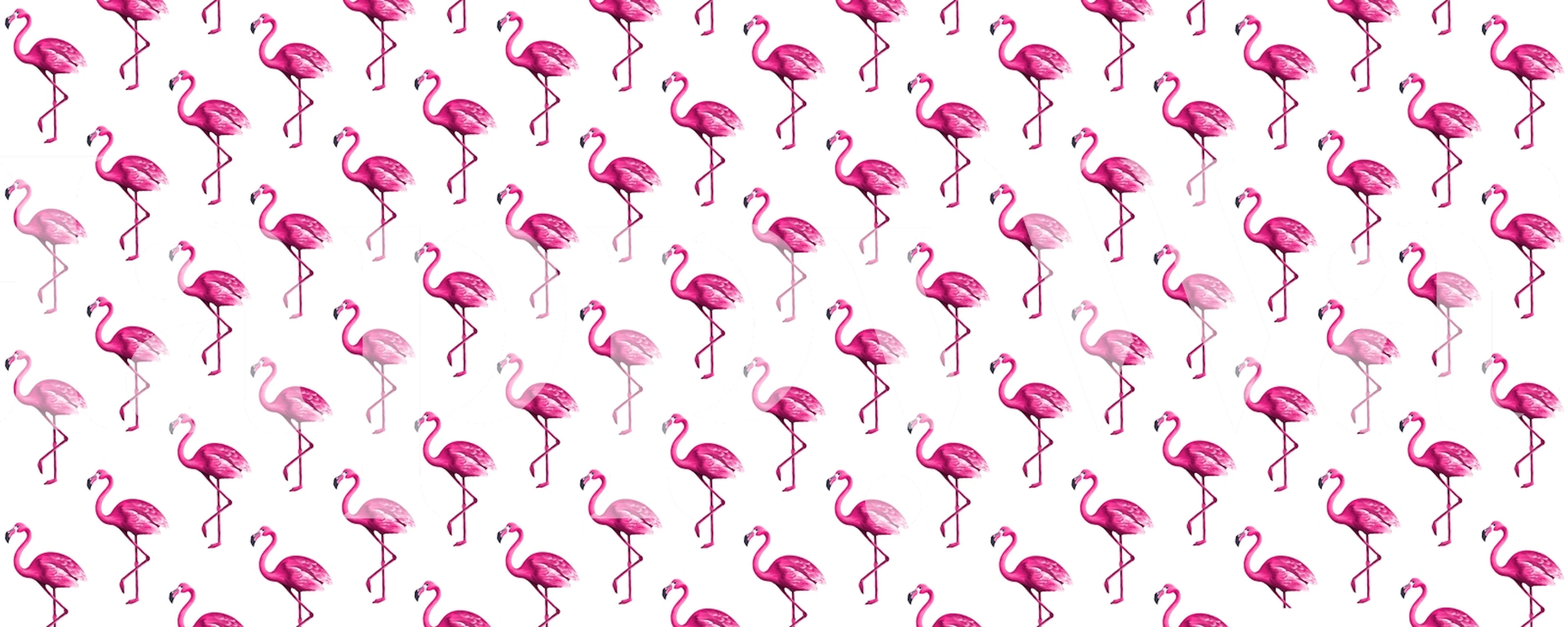 Pink flamingos on white background tropical wallpaper