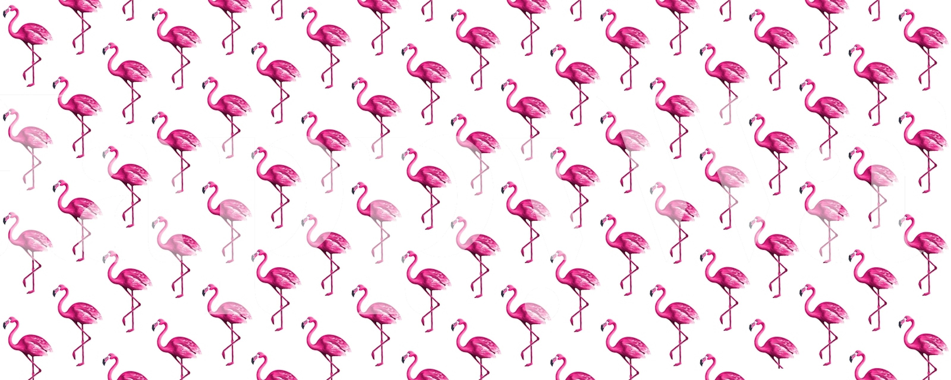 Pink flamingos on white background tropical wallpaper