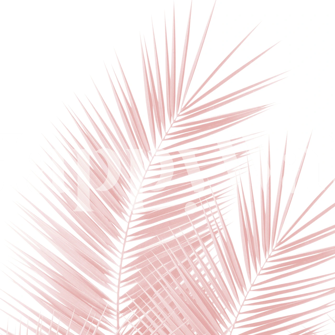 Blush Pink Palm Leaves tapet i et rum