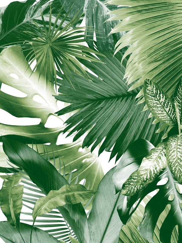 Dushi Jungle Bliss 1