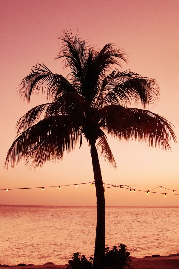 Vivid Palm Tree Dream 4