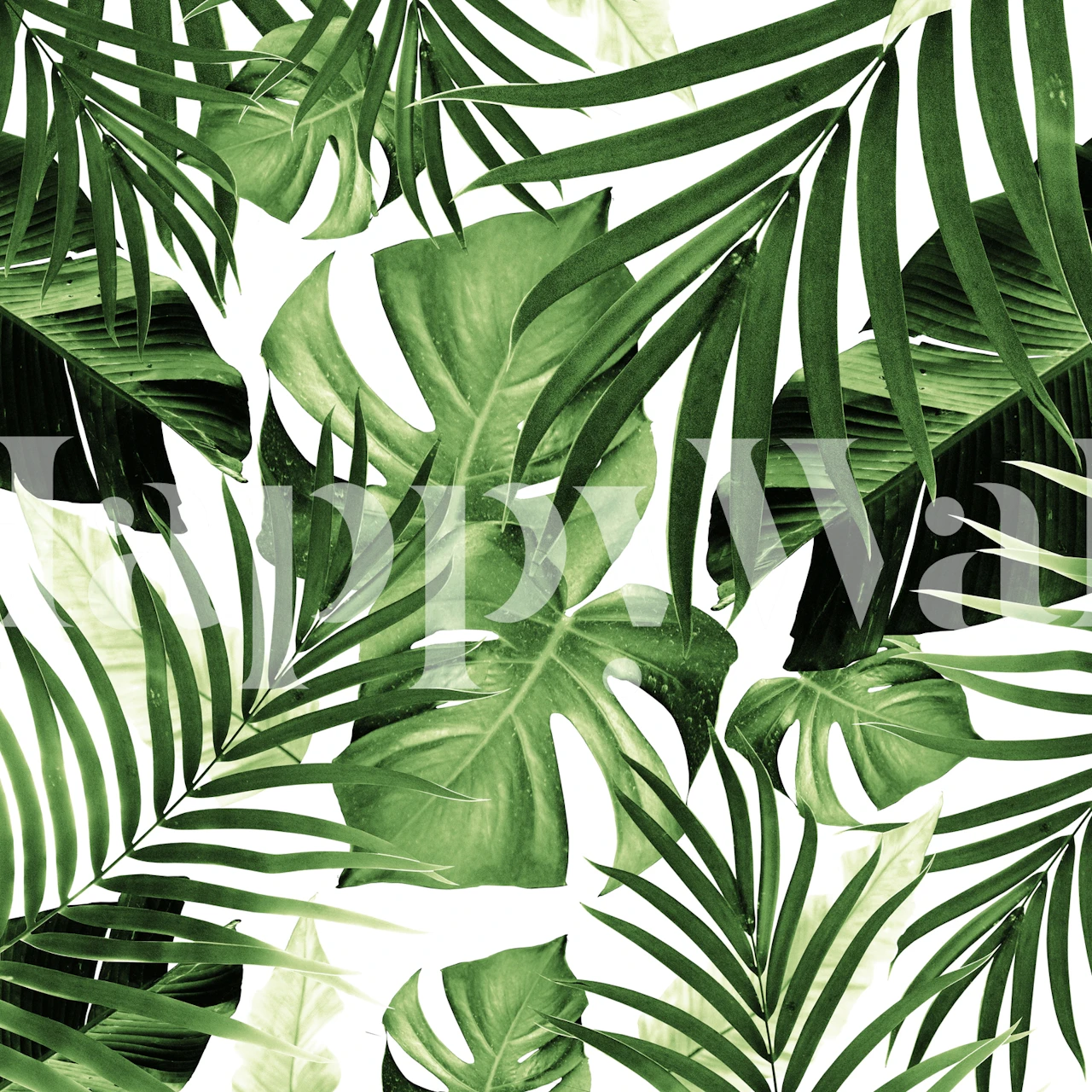 Tropical green leaves on a white background wallpaper