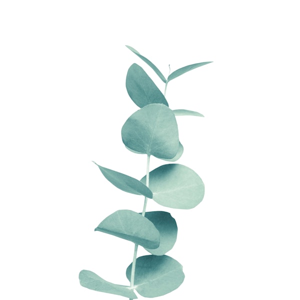 Eucalyptus Green Vibes 1