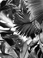 Dushi Jungle Bliss 3 tapeta