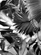 Dushi Jungle Bliss 3