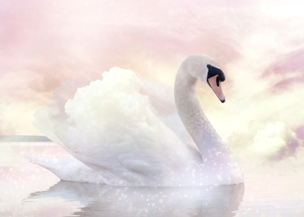 Swan Dreaming