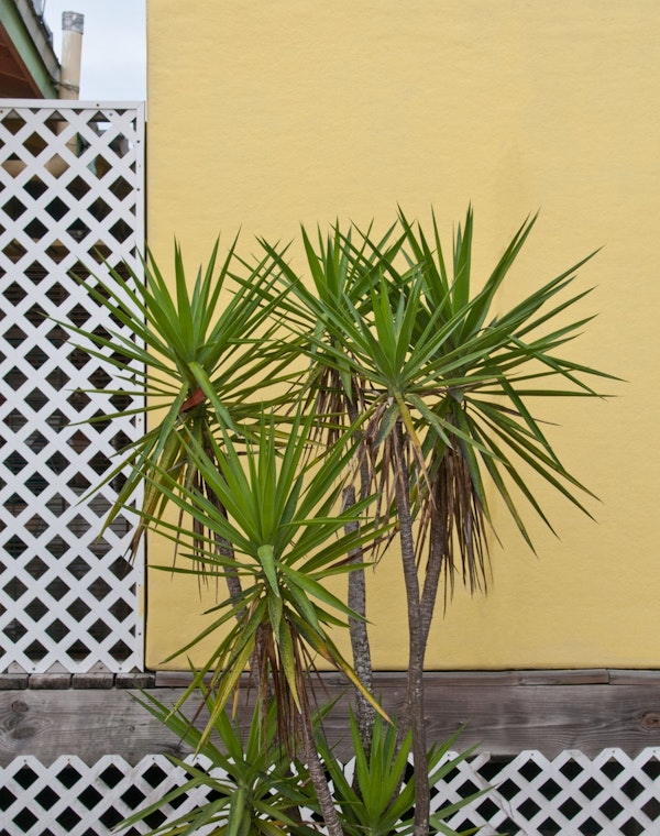 Palm meets Yellow Wall 1
