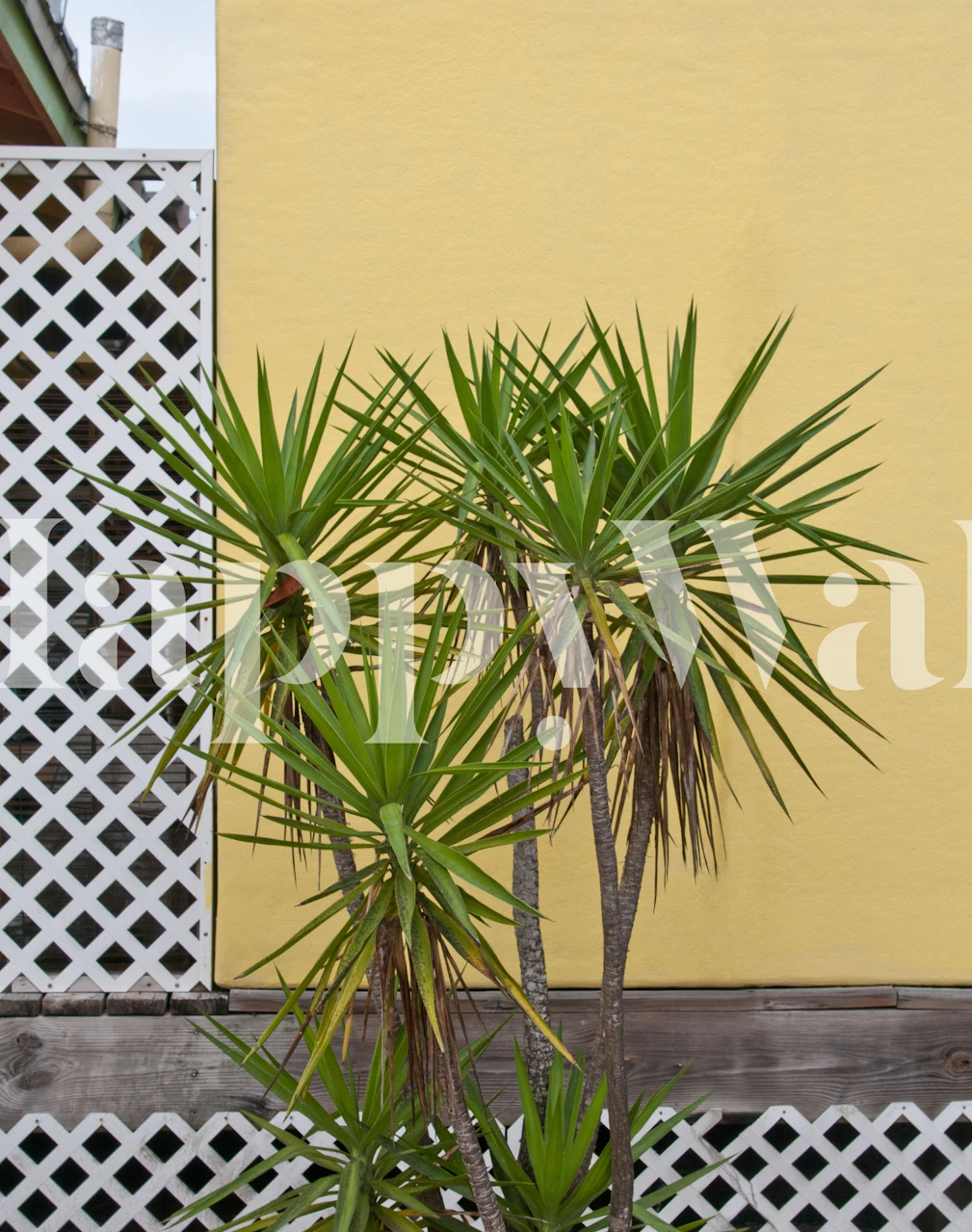 Palm meets Yellow Wall in einem Zimmer
