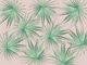 Dushi Fan Palm Bliss 1