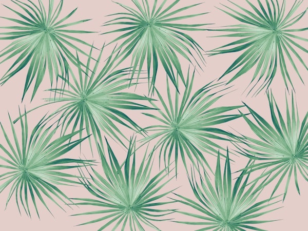 Dushi Fan Palm Bliss 1