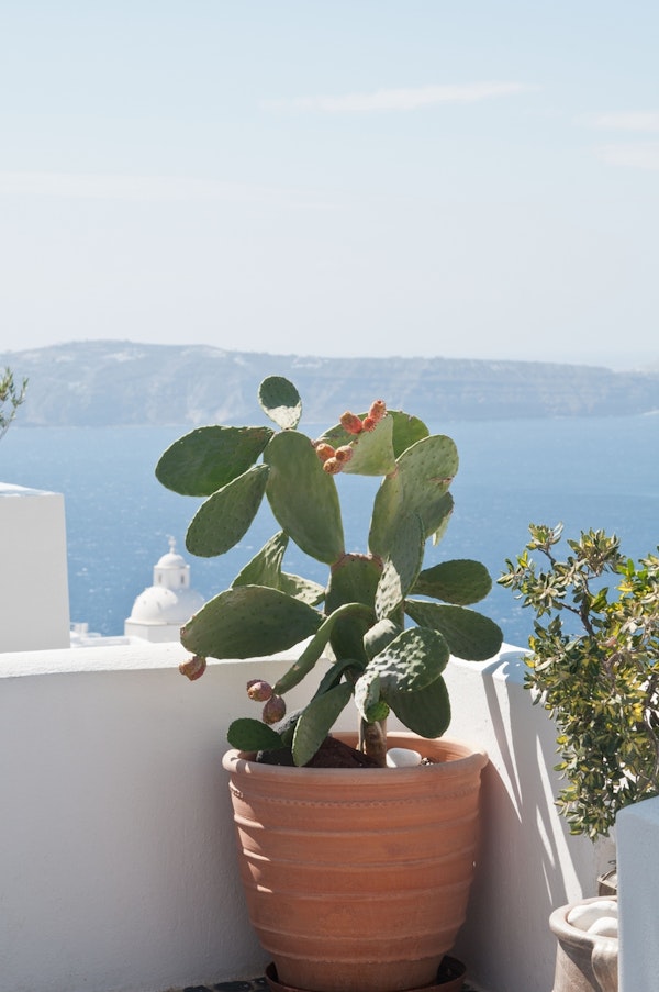 Santorini Cactus Dream 3