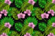 Orchids and palm leaves 2
