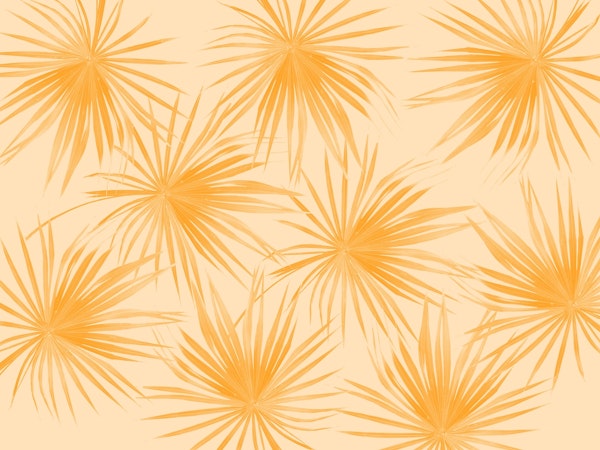 Dushi Fan Palm Bliss 2