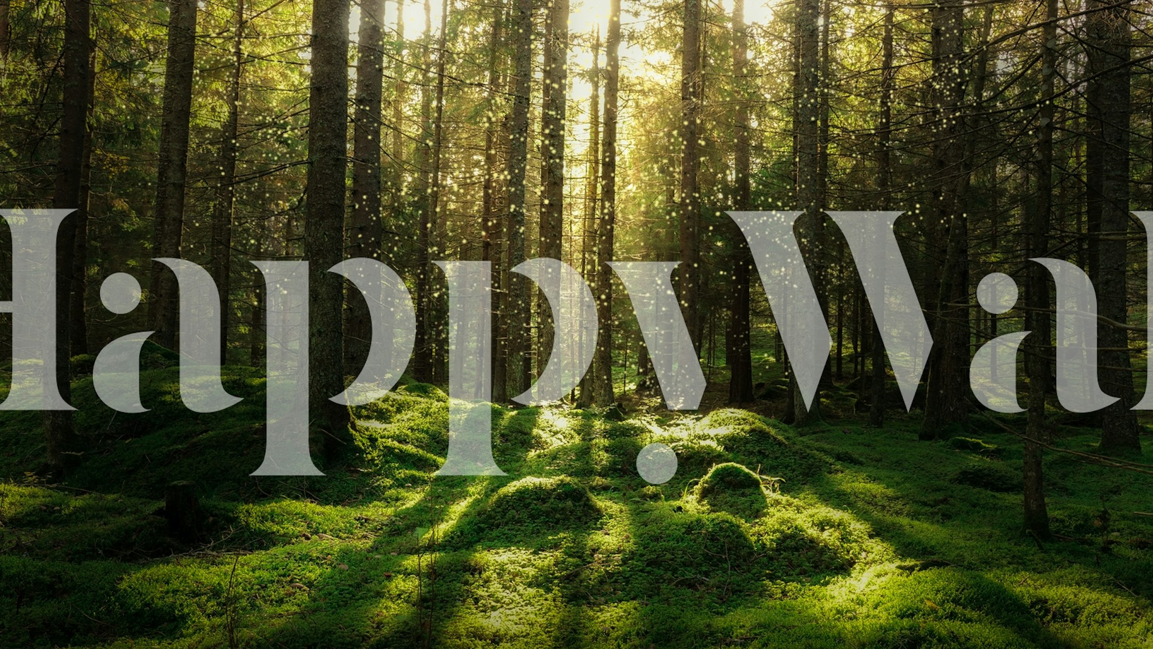 Sunlit fairytale forest with green moss and tall trees wallpaper