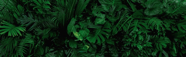 Dark green tropical