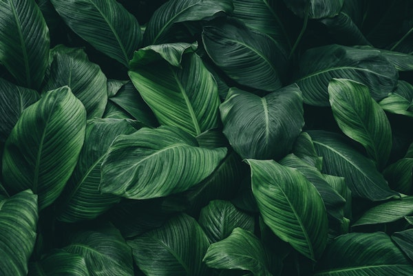 Green leaves II