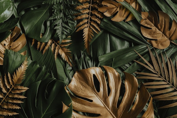 Gold and green monstera