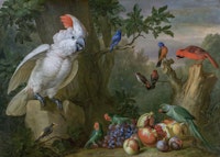Tropical Bird Still Life tapeta