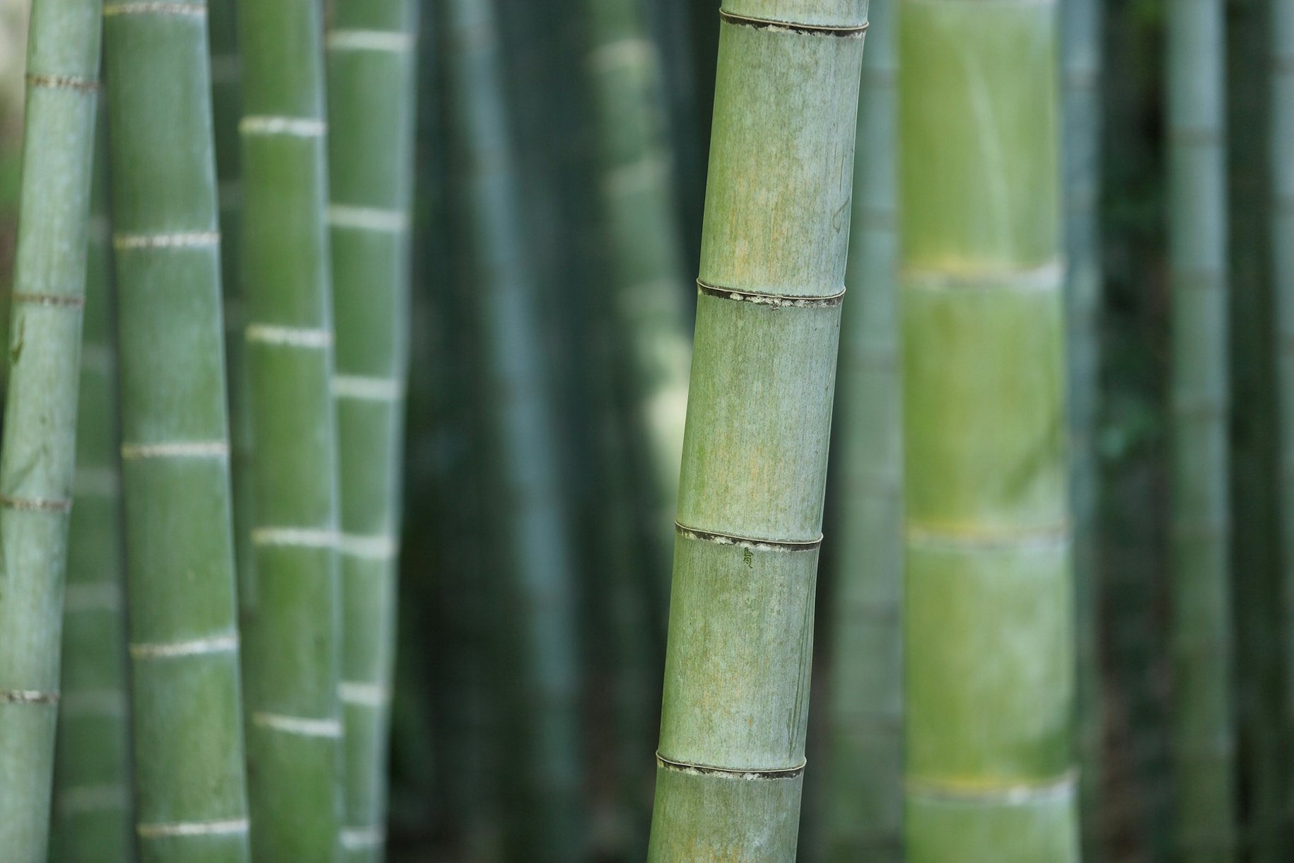 Monochrome Green Bamboo Wallpaper - Happywall