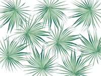 Dushi Fan Palm Bliss 4 tapete
