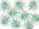 Dushi Fan Palm Bliss 4
