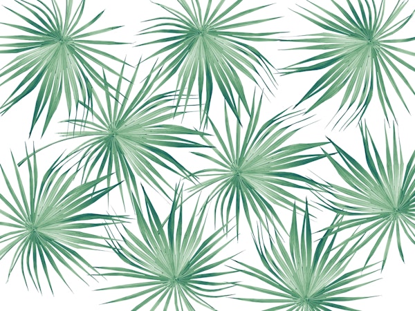 Dushi Fan Palm Bliss 4