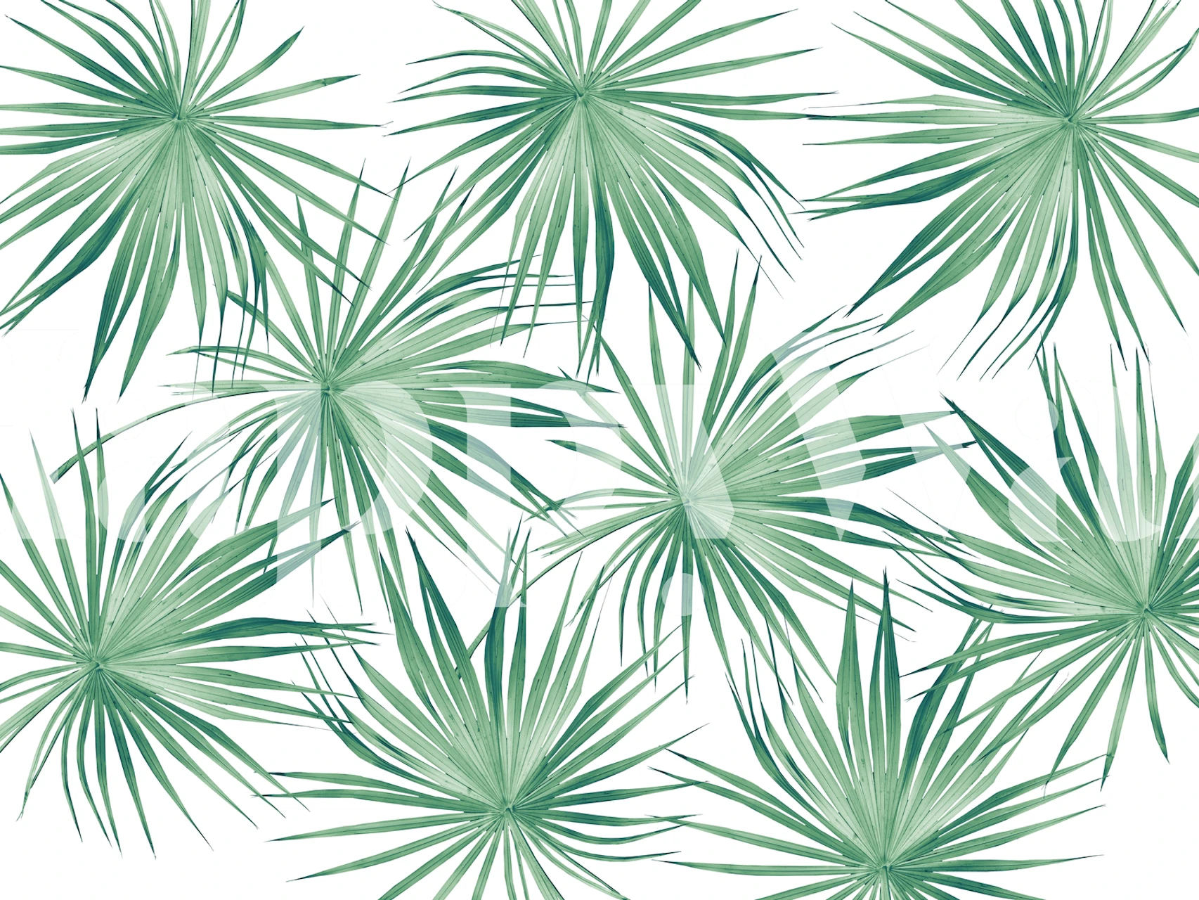 Green palm leaves on a white background tropical wallpaper