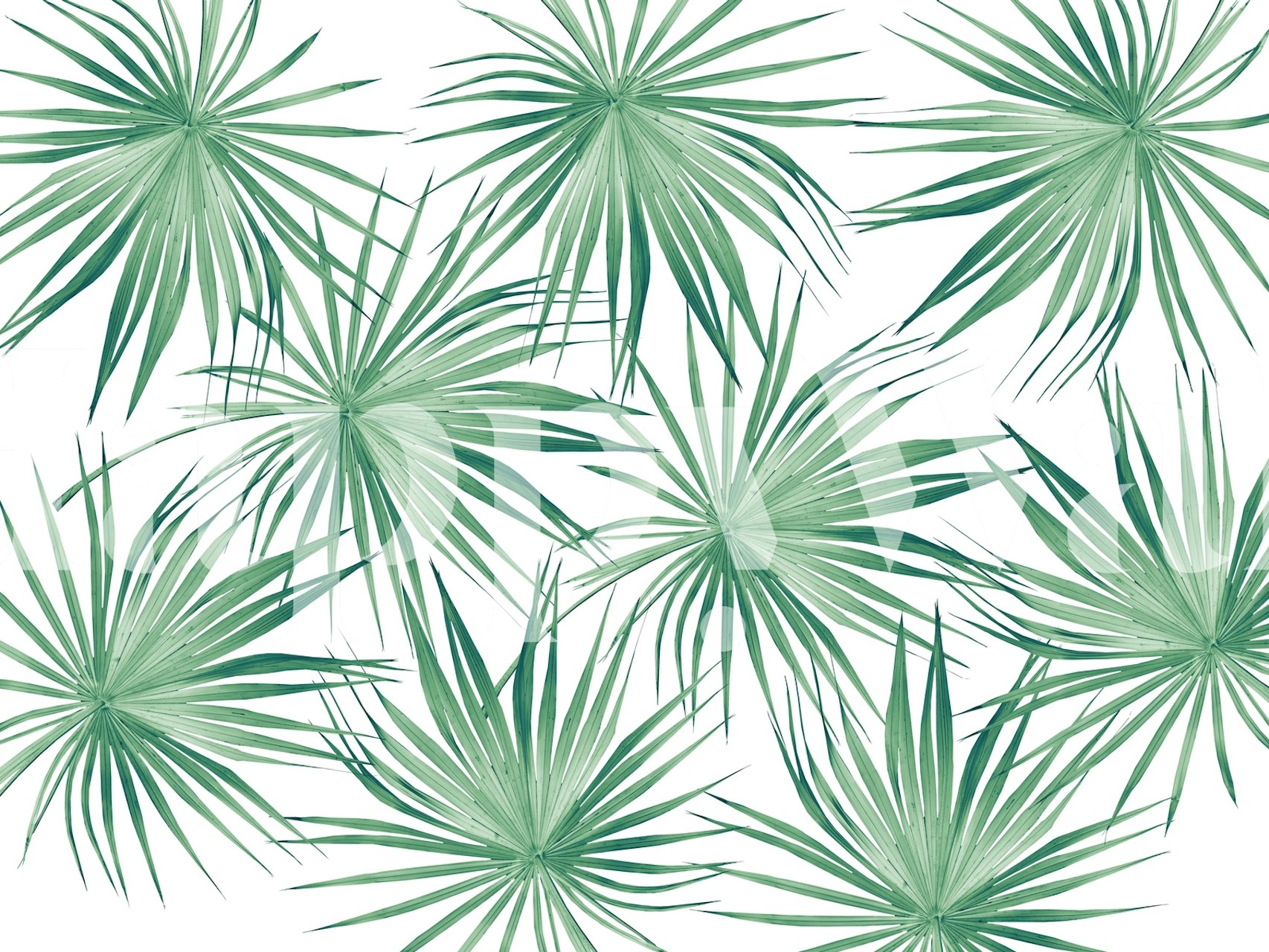 Green palm leaves on a white background tropical wallpaper