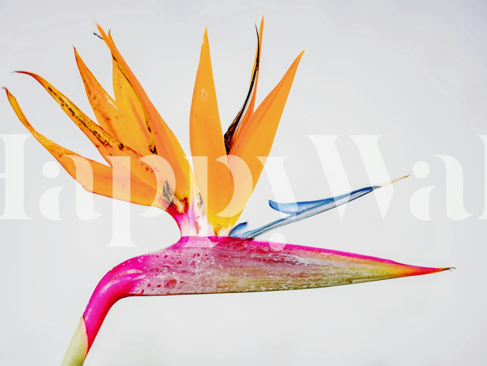 Colorful Bird of Paradise flower with orange and blue details wallpaper