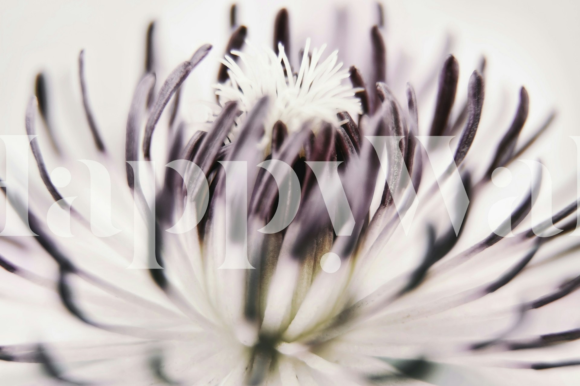 Purple cactus flower close-up details on white background wallpaper