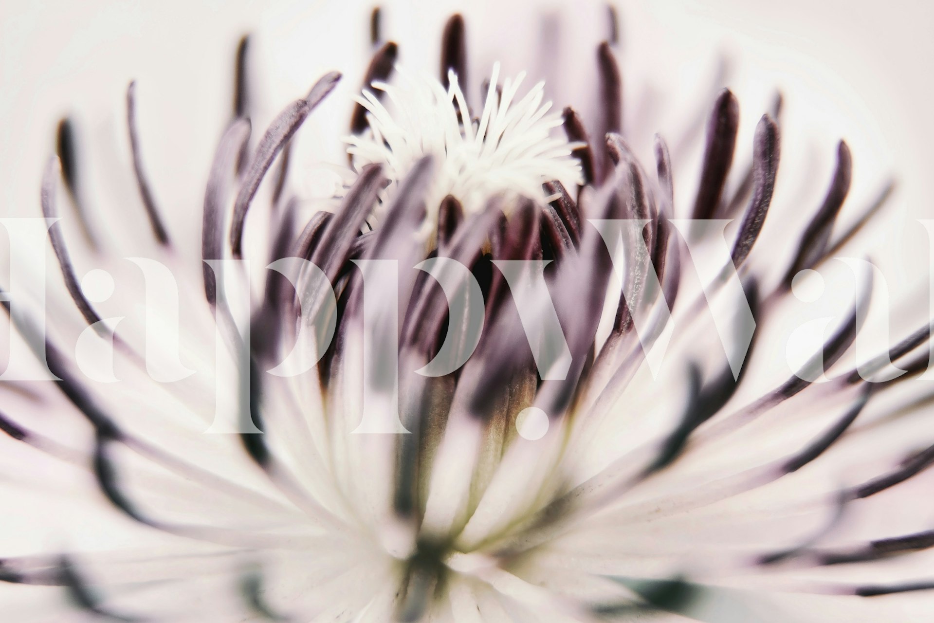 Purple cactus flower close-up details on white background wallpaper