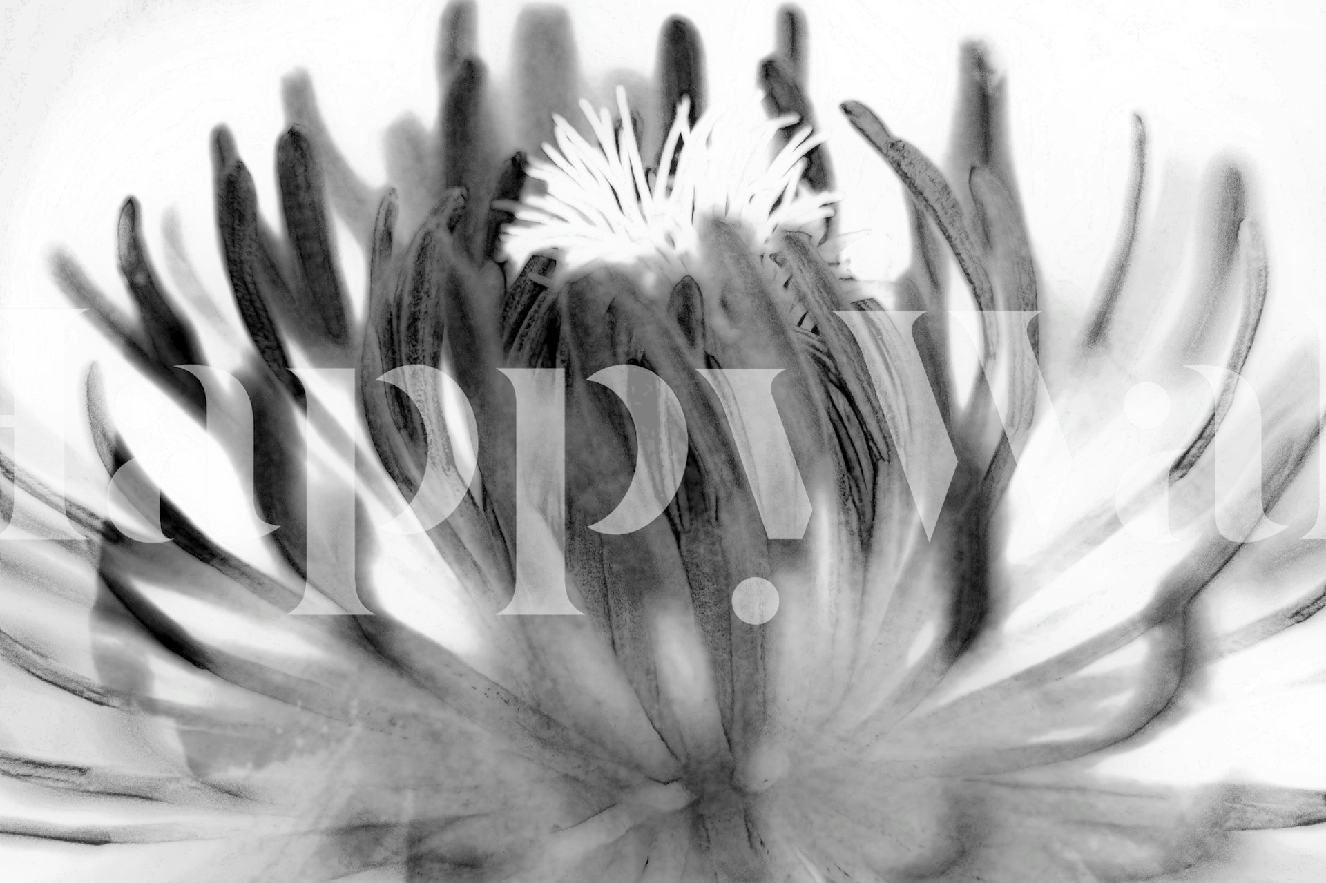 Cactus Flowers wallpaper in a room