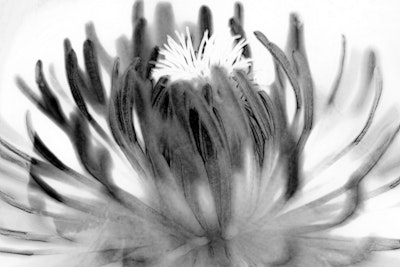 Τοιχογραφία