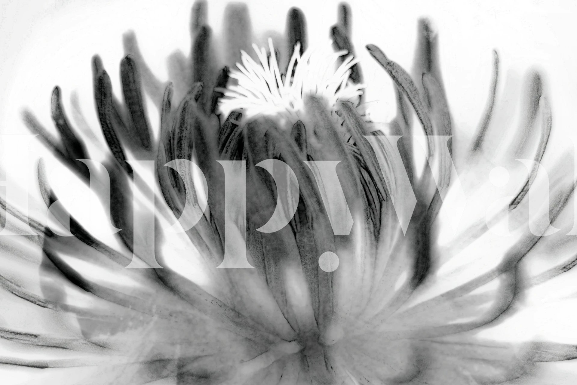 Cactus Flowers wallpaper in a room