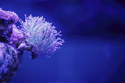 Τοιχογραφία