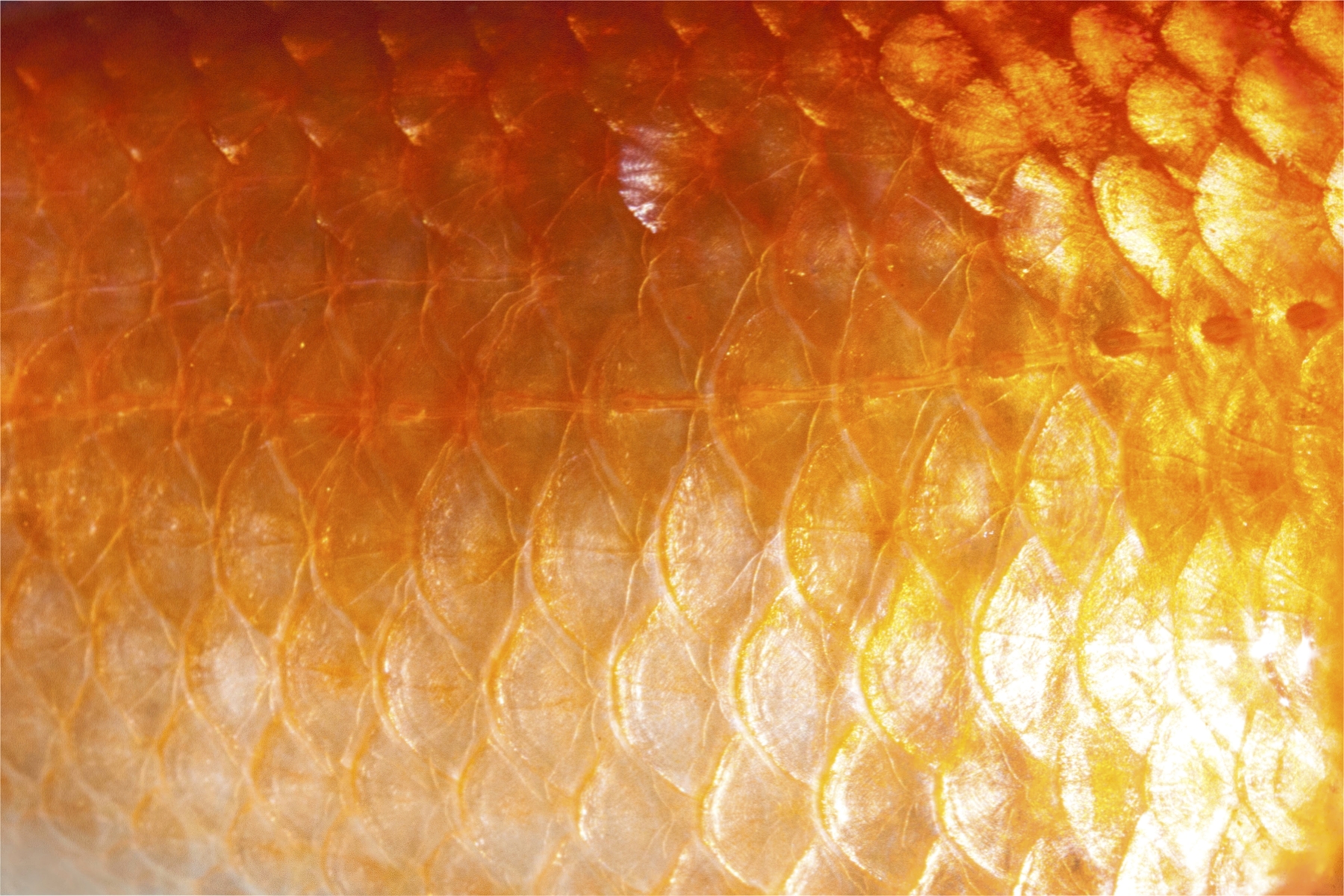 Bring Home the Serenity of Nature with Our Golden Koi Fish Wallpaper ...